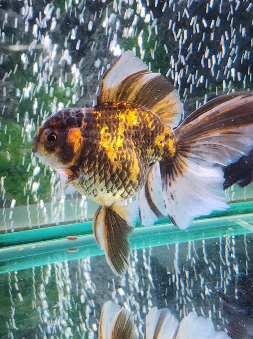 Oranda Welon Welonka