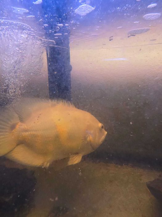 Peixe oscar  pra