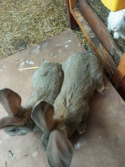 Termondzki/Olbrzym Belgijski/ Mieszanka