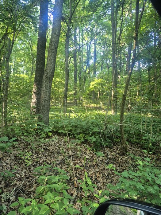 Продам 27сот Каменка,крайній від лісу з власним озером.