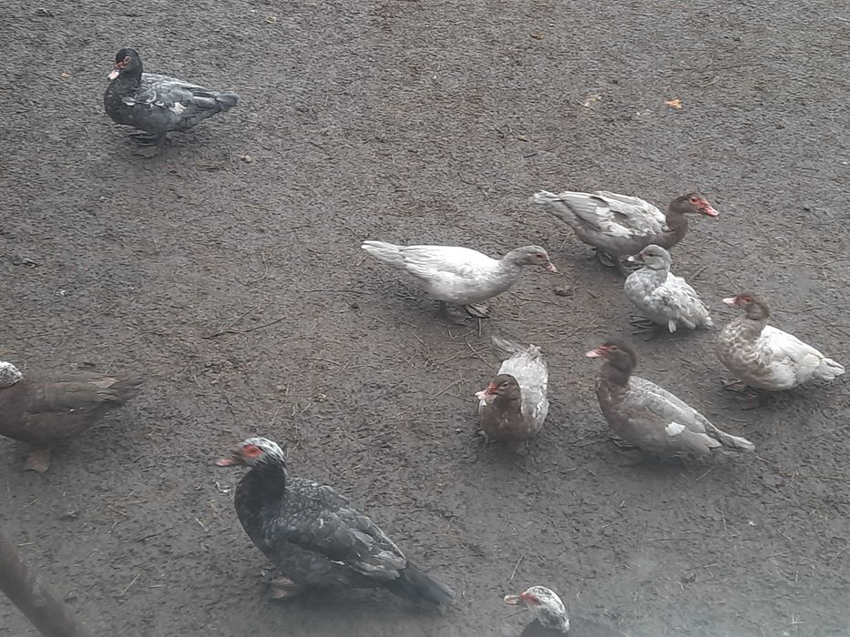 ПРОДАМ мускусного молодого  робочого качура ; +380963564535 Володимир