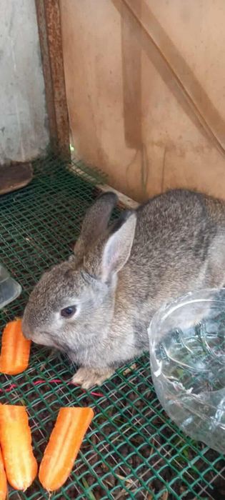 Vendo 9 galinhas poedeiras e um casal de coelho anões