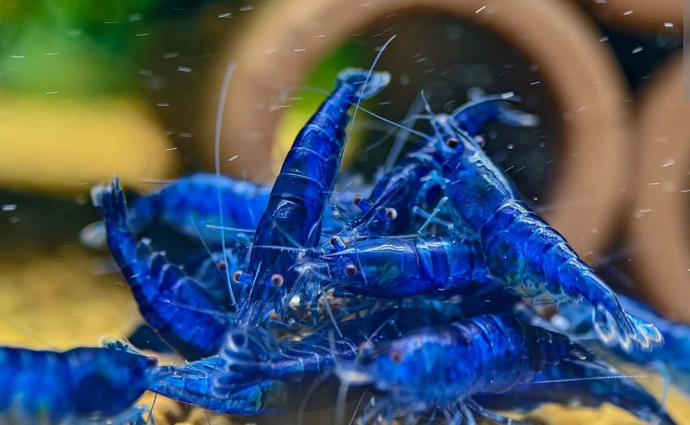 Pack 20 Blue Dream Neocaridinas 30€