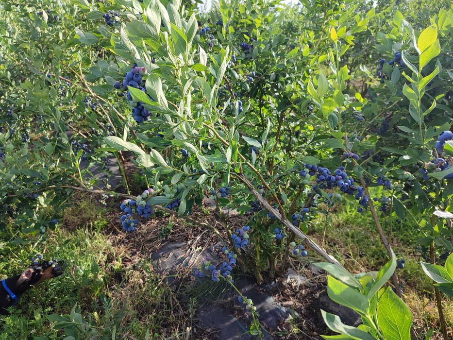 Borówka amerykańska, krzewy.