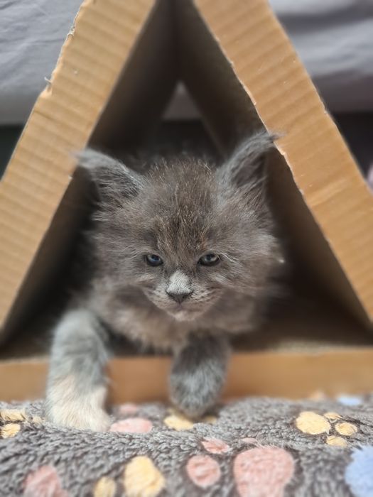 Niezwykła Niebieska szylkretka Rodowód FPL