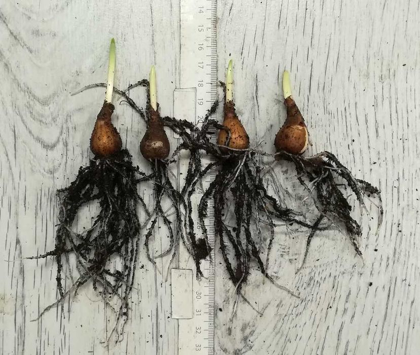 Przebiśnieg Elwesii