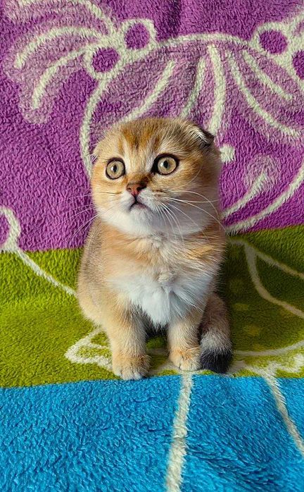 Шотландская вислоухая кошечка в окрасе ny11