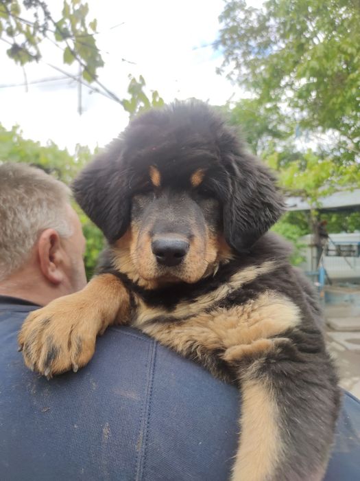 Тібецький мастіф  дівчинка