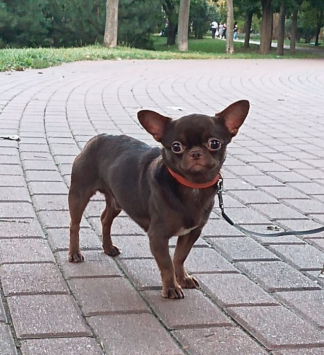 Шоколадный чихуа