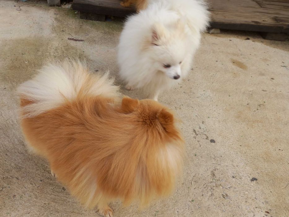 SPITZ POMERÂNIA     cachorro macho para acasalar