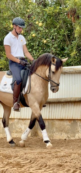 Baio Lusitano 4  anos Montado