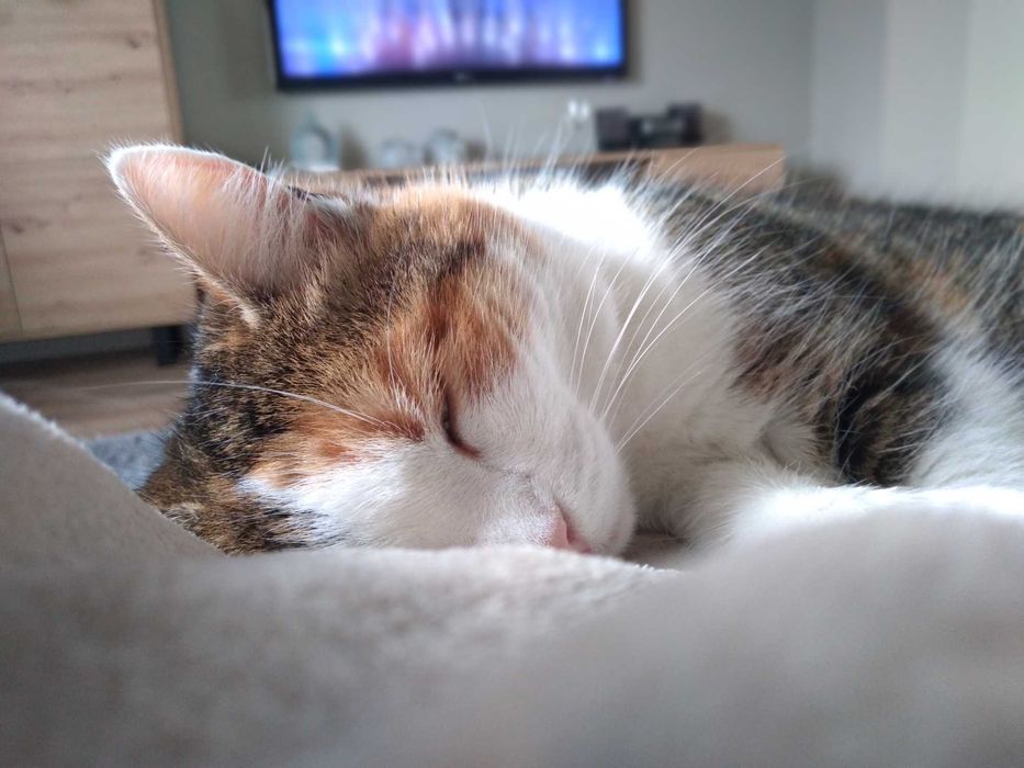 Zaginęła kotka Zuzanka