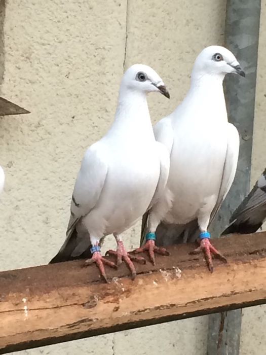 Sprzedam gołębie żałobne łomżyńskie obrączkowane