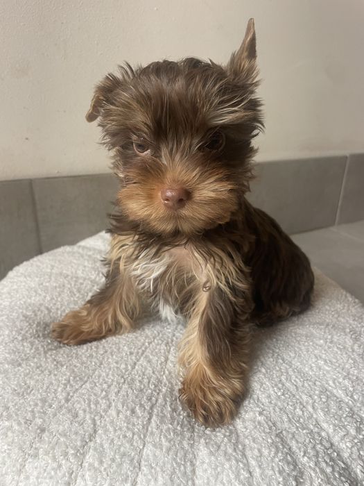 Elvis   Choco&tan  piesek Yorkshire Terrier