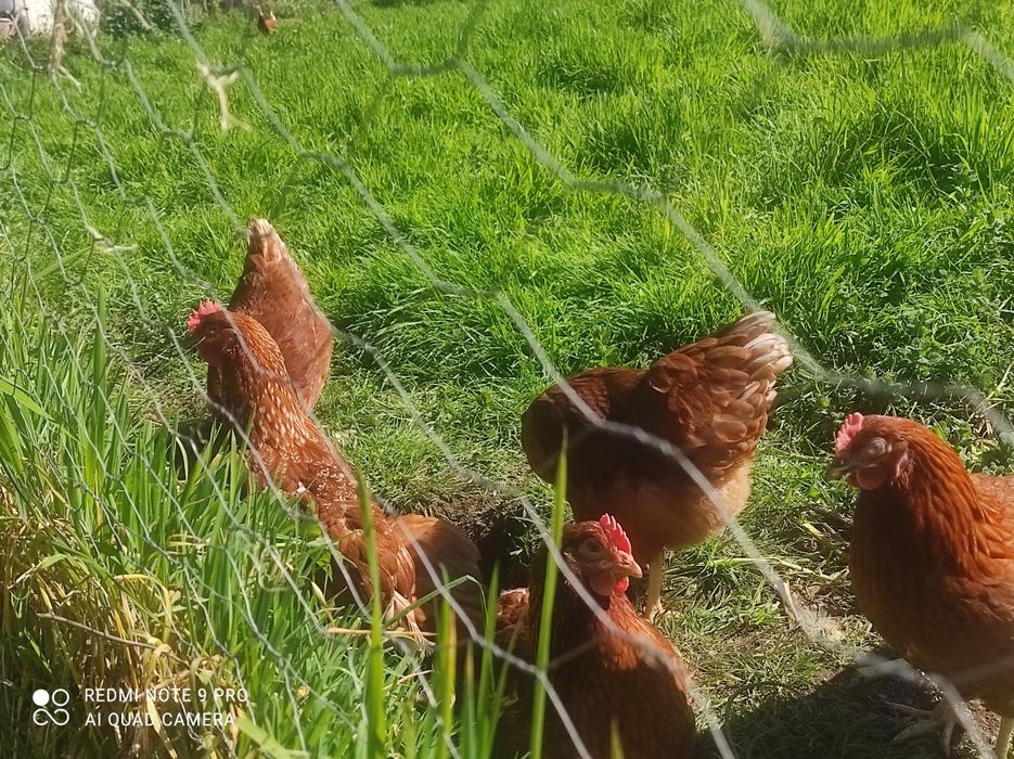 Ovos de galinhas criadas no campo