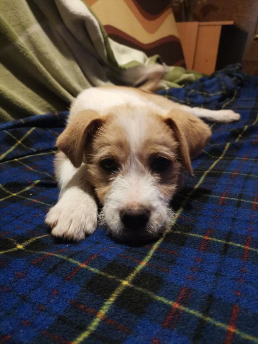 Oddam pieska w dobre ręce