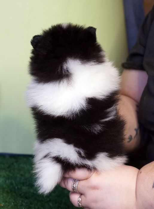 Lulu de Pomerania