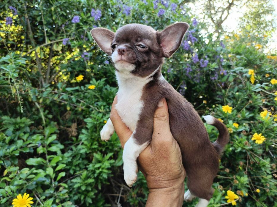 Chihuahua fêmea mini