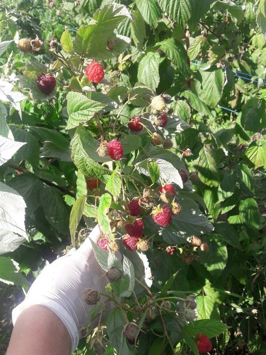 Ремонтантний сорт малити 