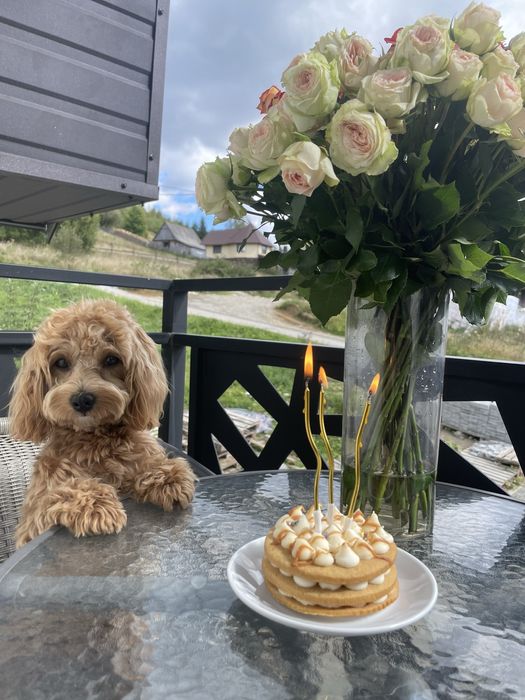 В'язка з хлопчиком Мальтіпу