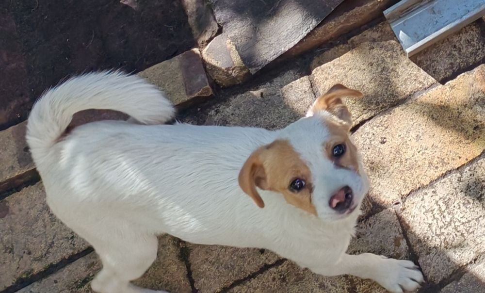 Віддам у добрі руки