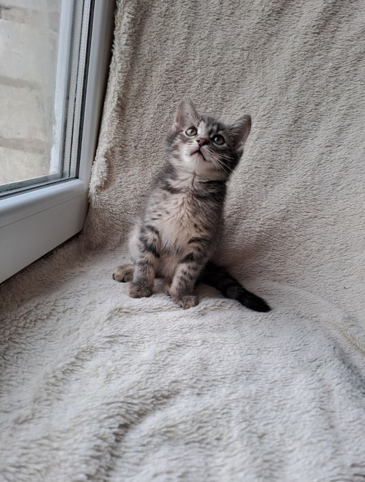 Шотландский мальчик