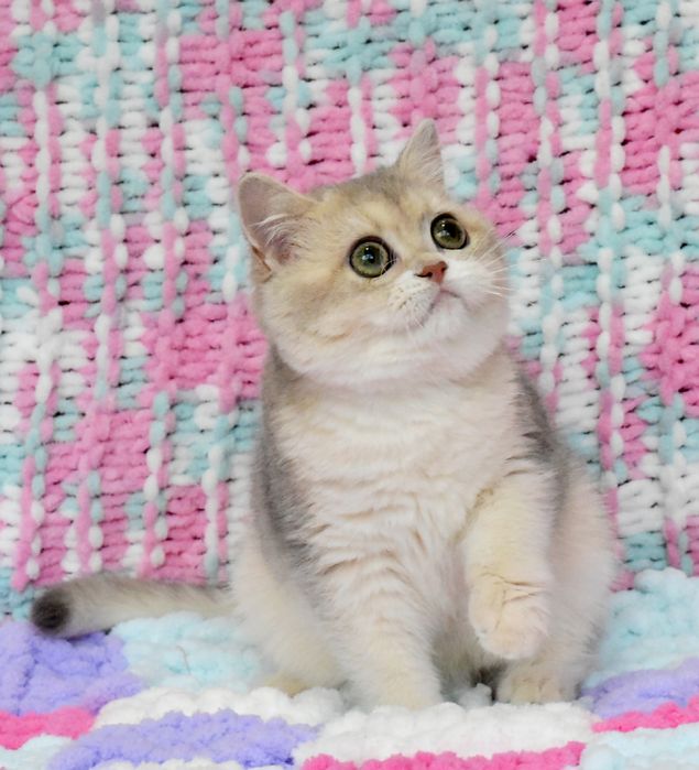 Золотая голубая шиншилла, кошечка, продажа