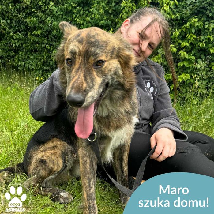 Maro szuka domu!