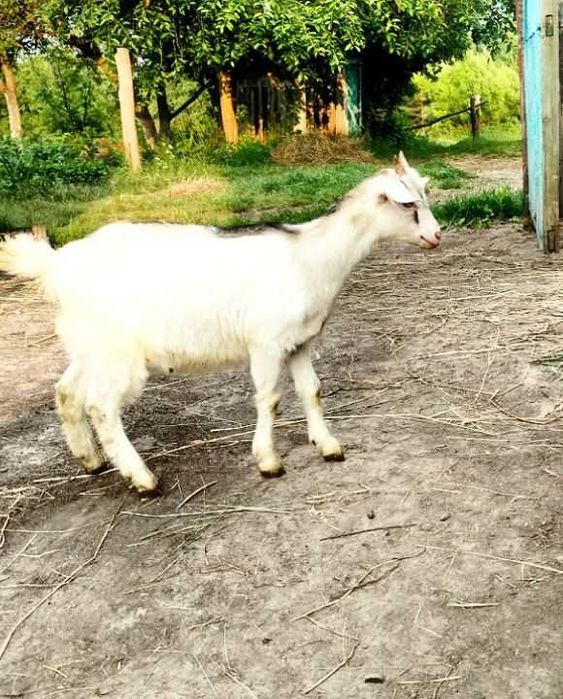 Козочка и козлик