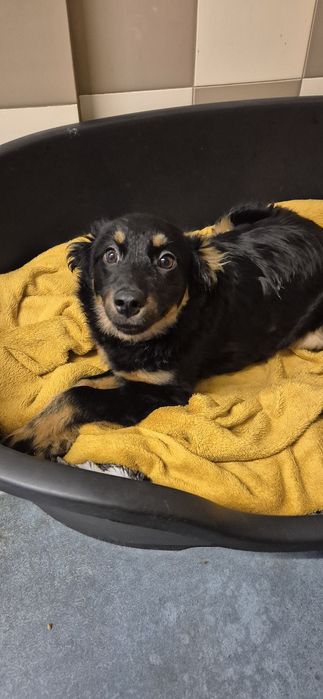 Suczka okolo 4 miesiace