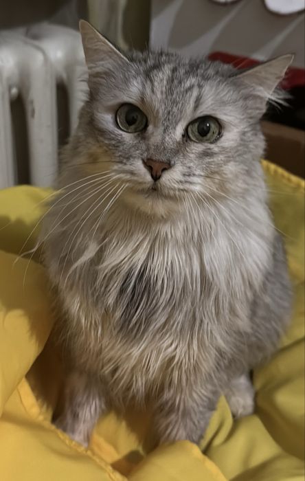 Молодая кошечка в хорошие руки