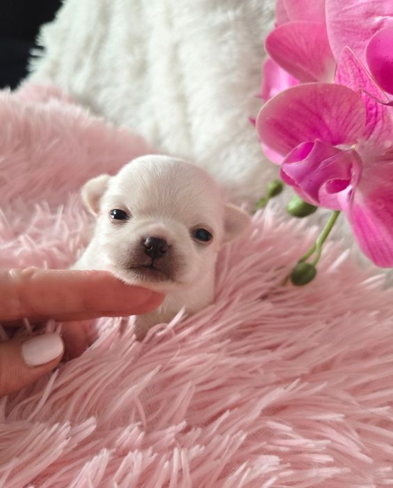 Śliczny Krótkowłosy Piesek Chihuahua