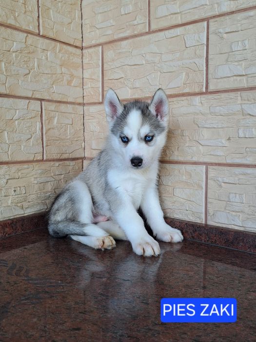 Husky Syberyjski