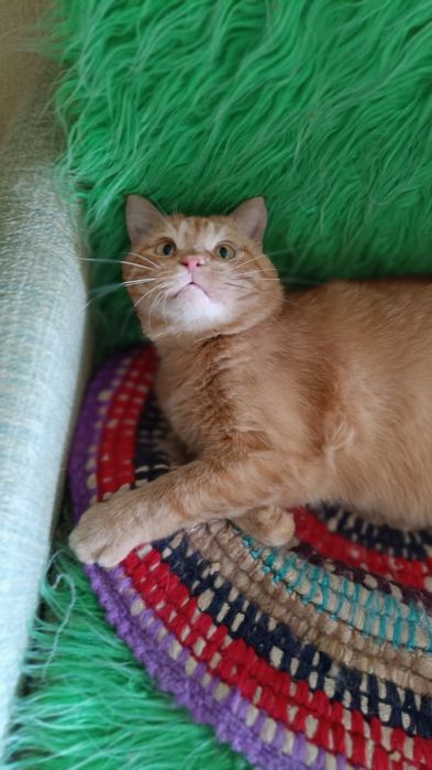 Рудий кіт, взяти в родину