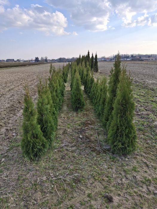 Sprzedam tuje szmaragdy – likwidacja plantacji