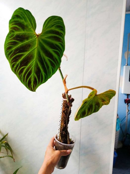 Philodendron gloriosum — філодендрон ґлоріозум