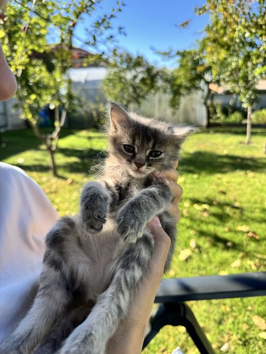Віддам кицю в добрі руки