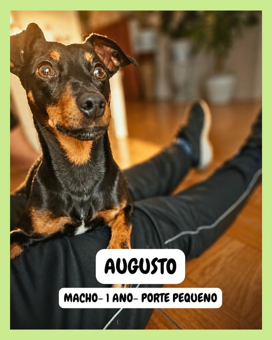 ADOÇÃO. Cão porte pequeno