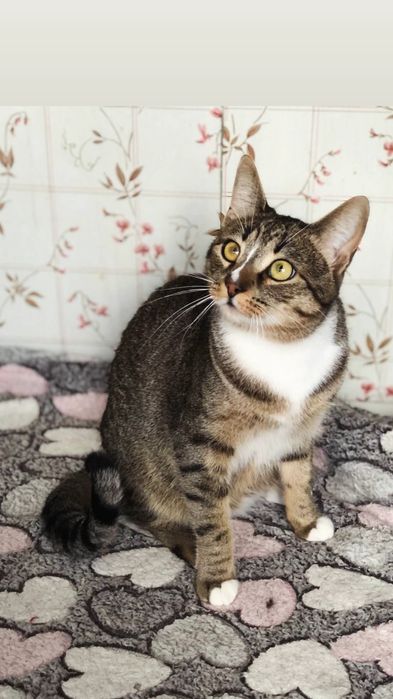 Віддам смугасту кицю, 1,5 роки, стерилізована, вакцинована