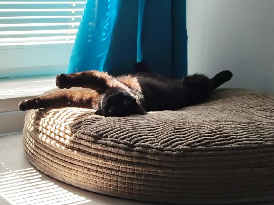 Ricotta szuka dobrego domku