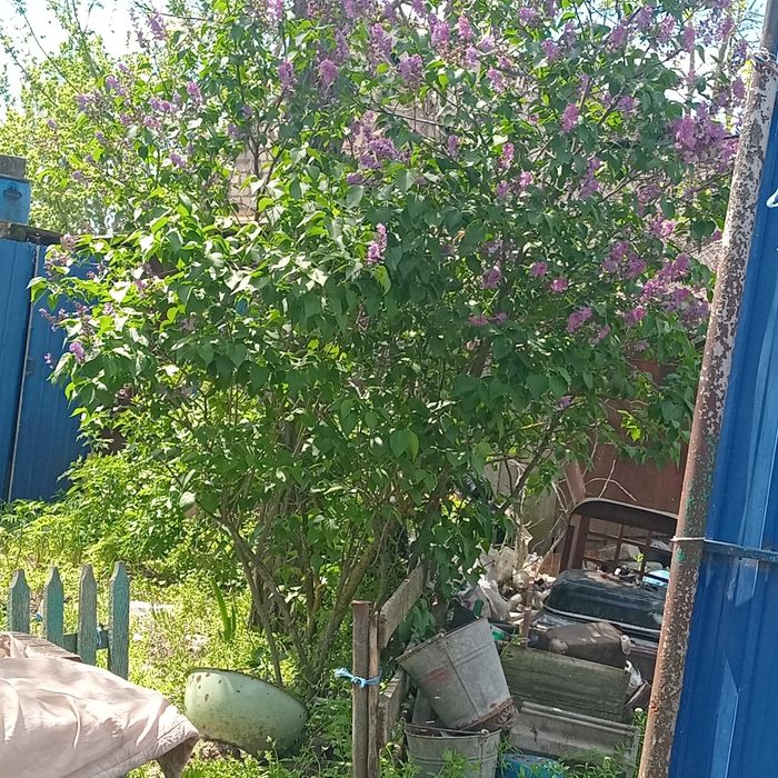 Саджанці  бузок калірований