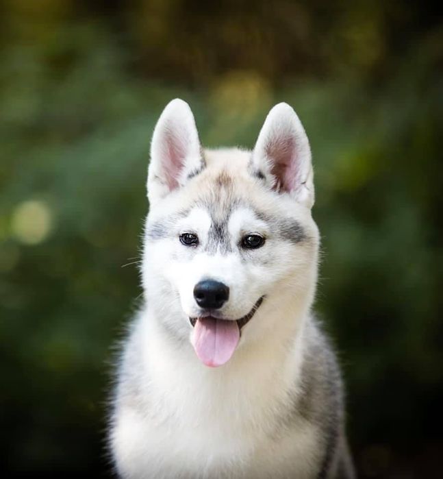 Śliczny piesek Siberian Husky / hodowla ZKwP & FCI od 1994 r.