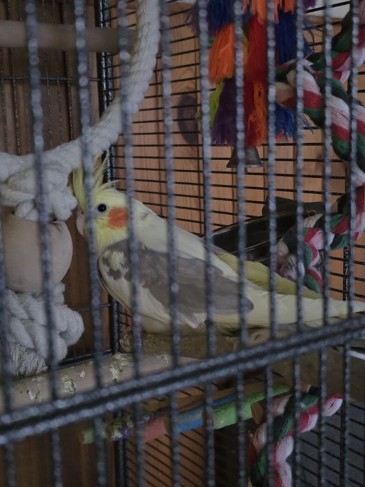 Nimfa samica,sprzedam