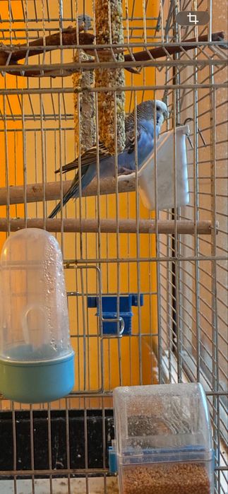 Papuga Falista z klatką