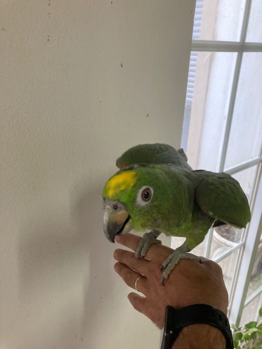 Amazonas ochrocephalo