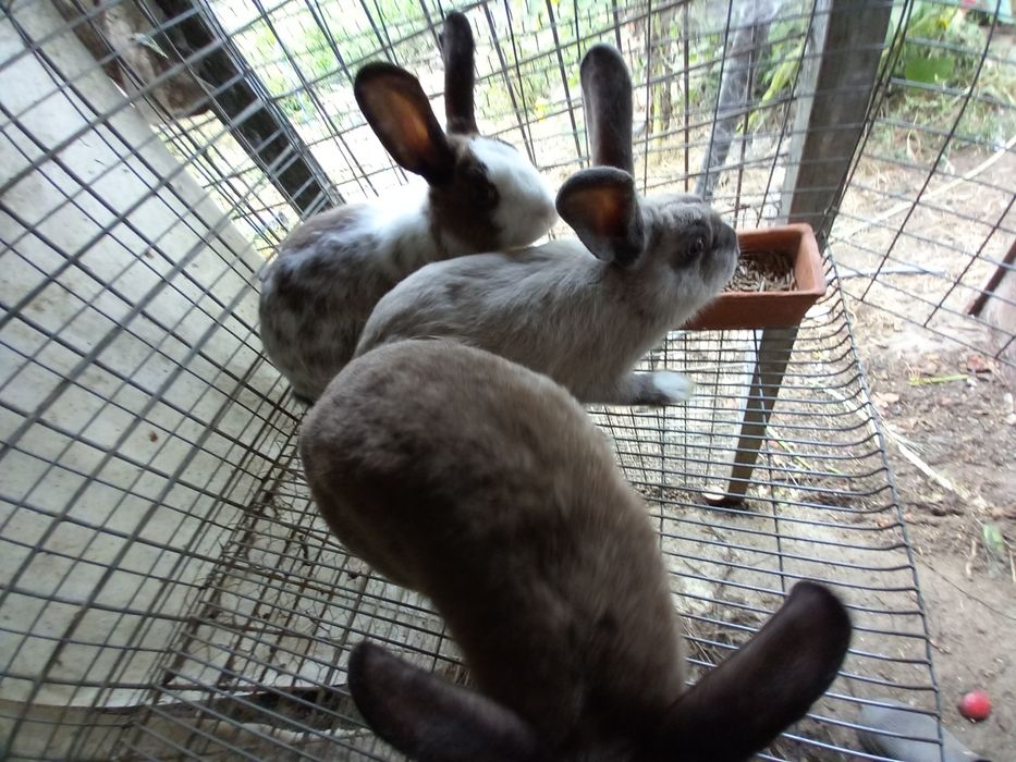Coelhos caseiros