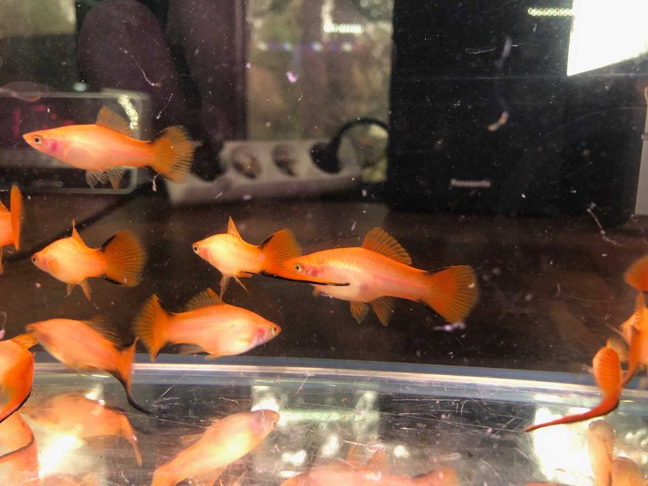 Mieczyk orange comet