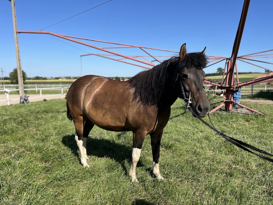 Klacz huculska 7 lat