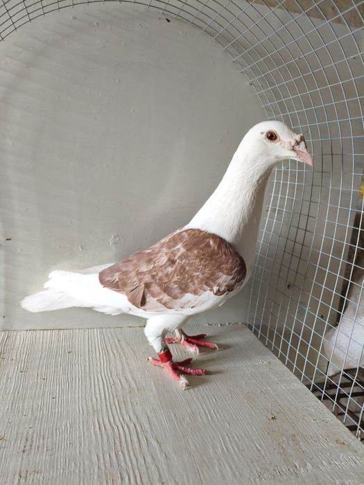 Gołębie staropolska samica