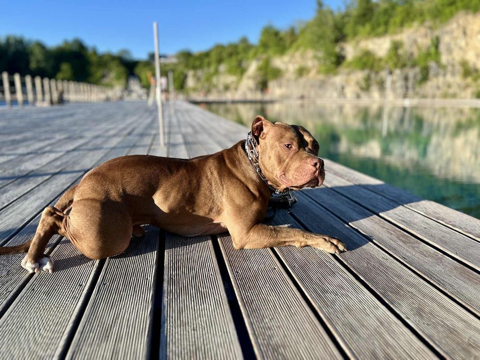 Odda psa w typie pitbul